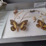 butterflies in a display case