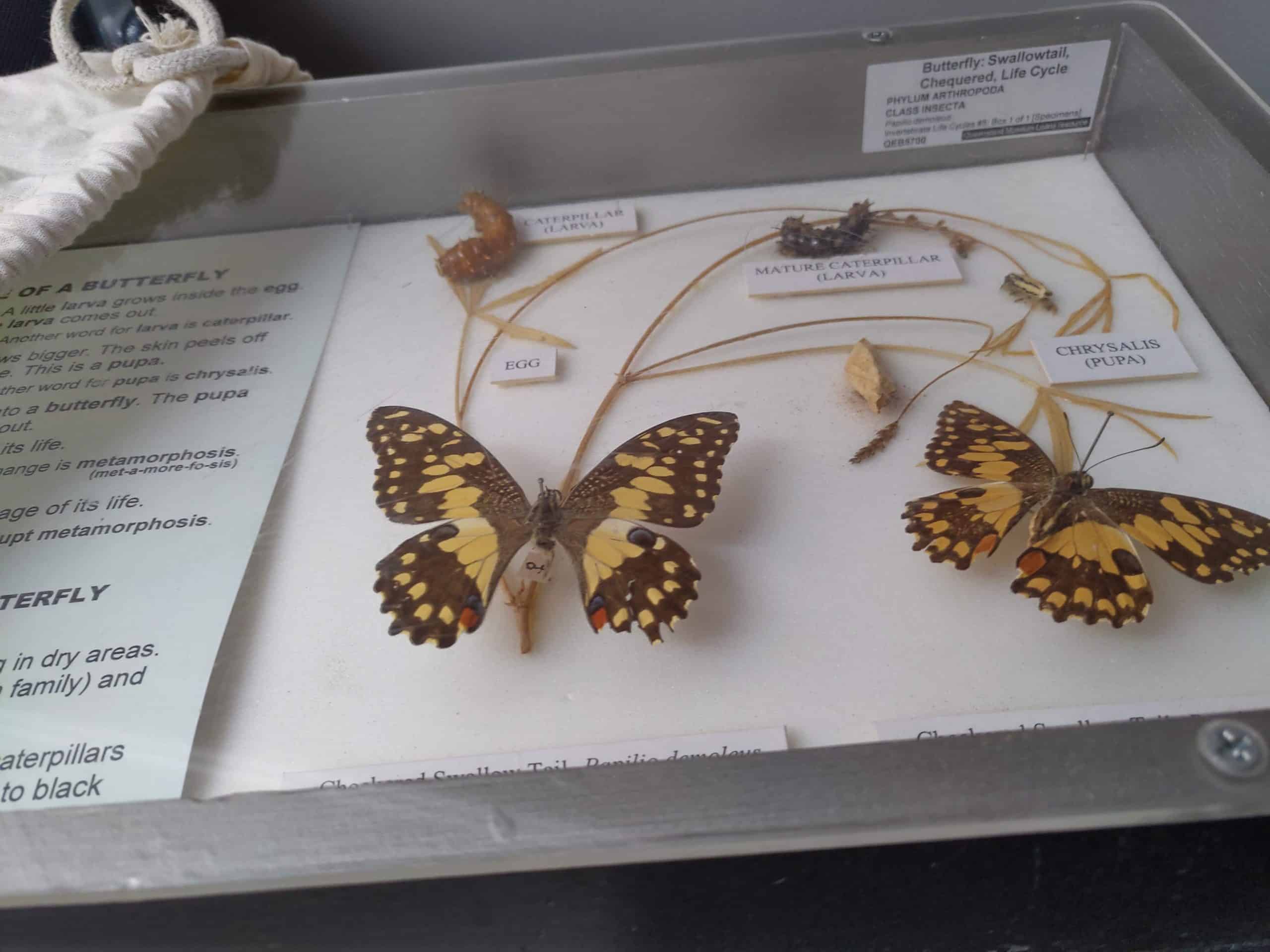 butterflies in a display case