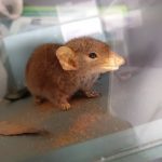 Yellow-footed Antechinus, Rainforest Camouflage